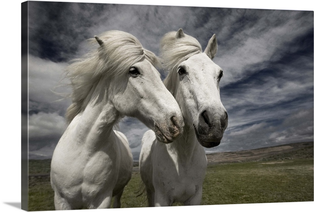Two white horses standing together in the Icelandic landscape.
