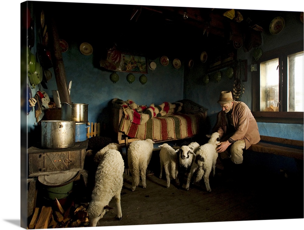 A man sits with a flock of lambs in his small house.