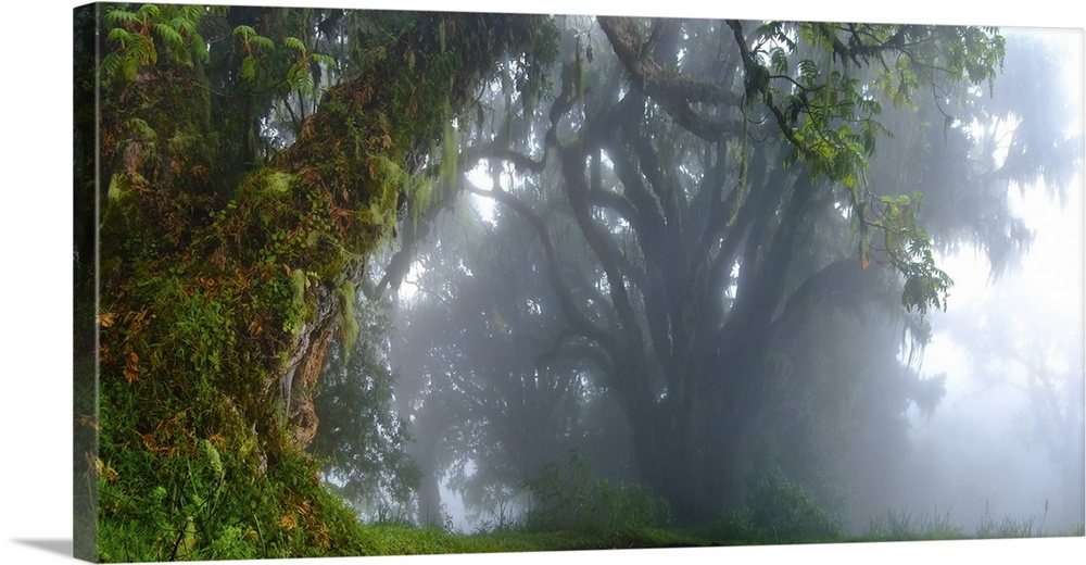 Taken while hiking through the clouds on the way to the summit of Mount Meru, Tanzania.