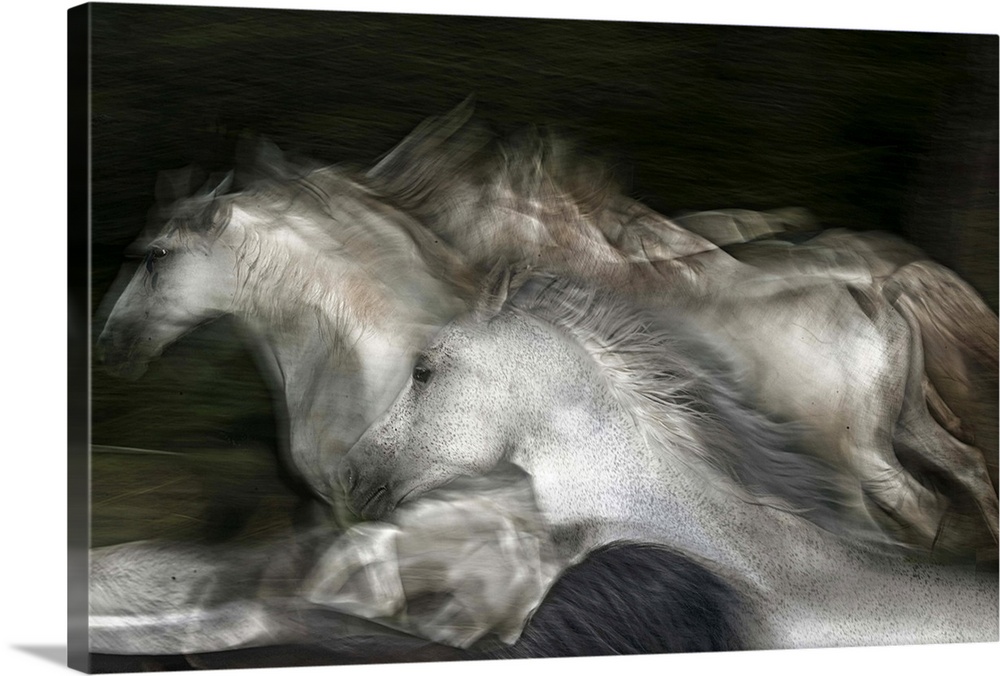 Blurred motion image of a herd of white horses galloping in a field.