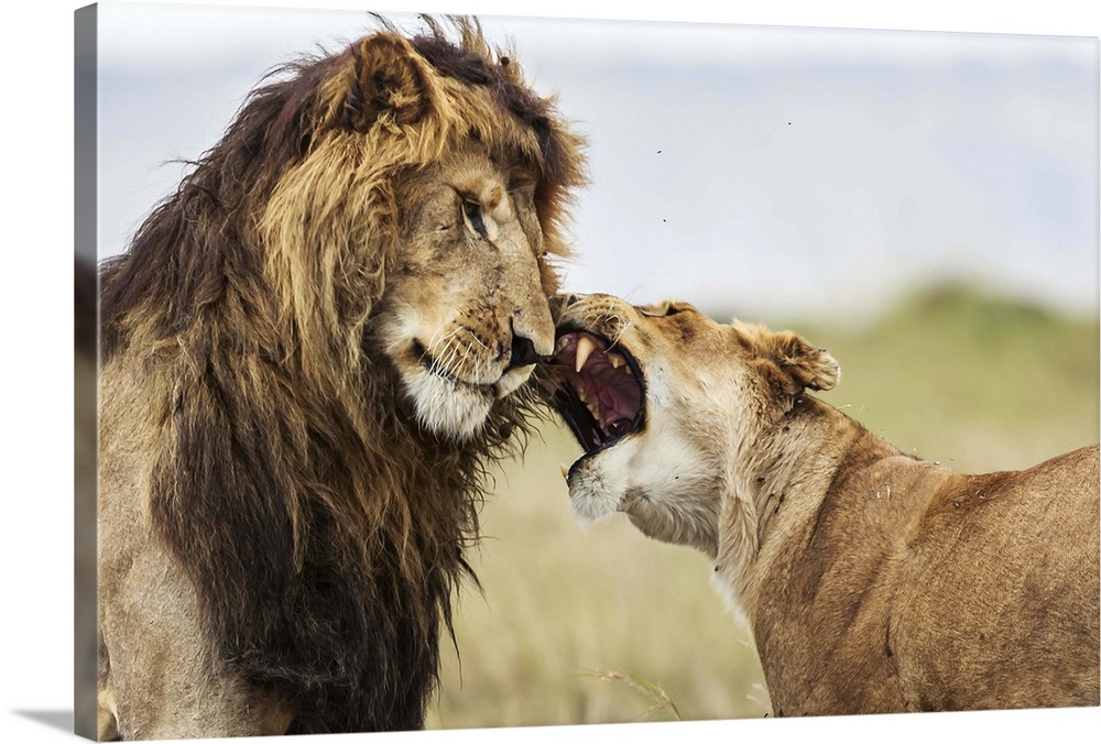 A lioness roaring at a male lion, like a couple having an argument.