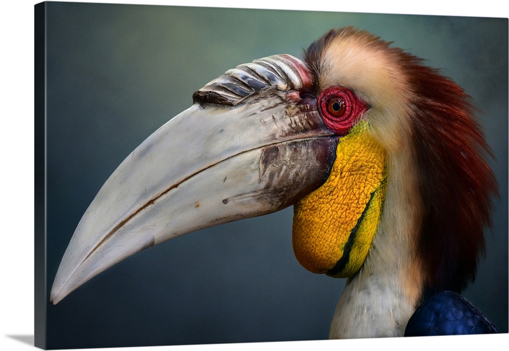 Close-up portrait of a male wreathed hornbill.