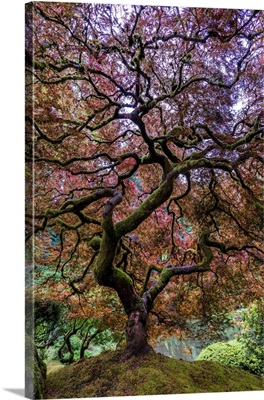 Japanese Maple Tree