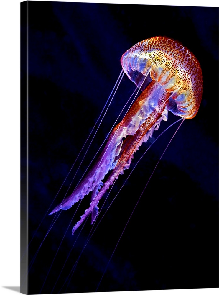 A vibrant colorful jellyfish swimming against a black background.