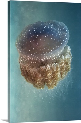 Jellyfish - Phylorhiza Punctata