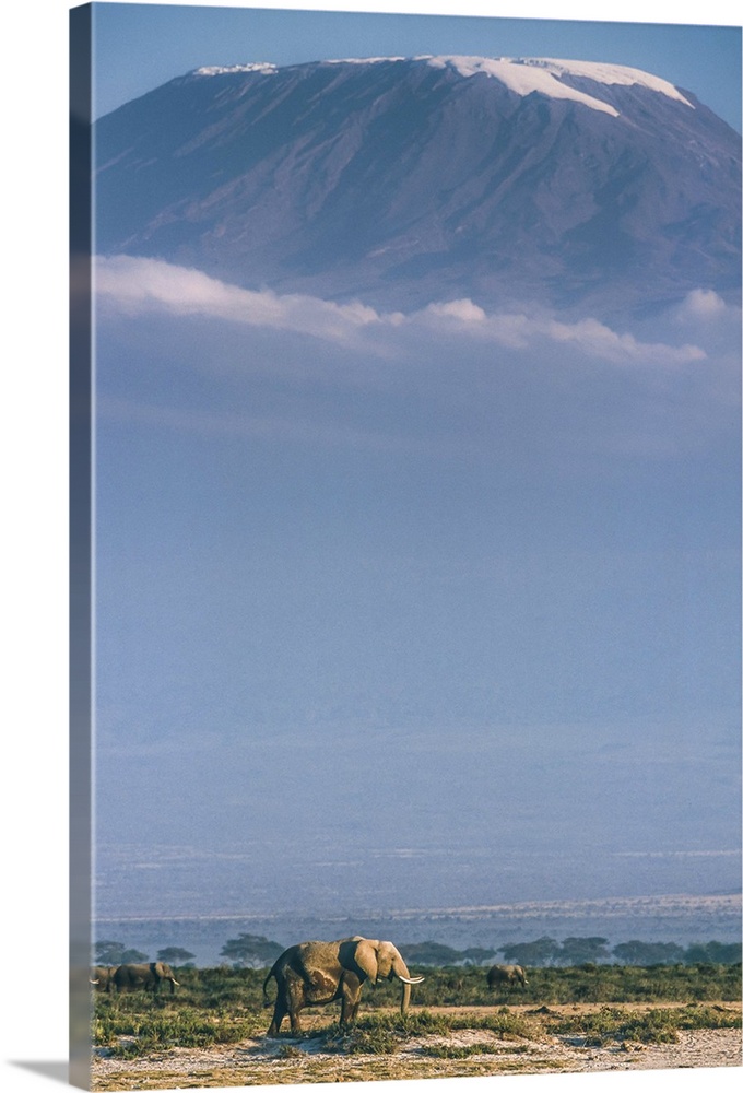 An elephant walking at the base of Mount Kilimanjaro in Tanzania.