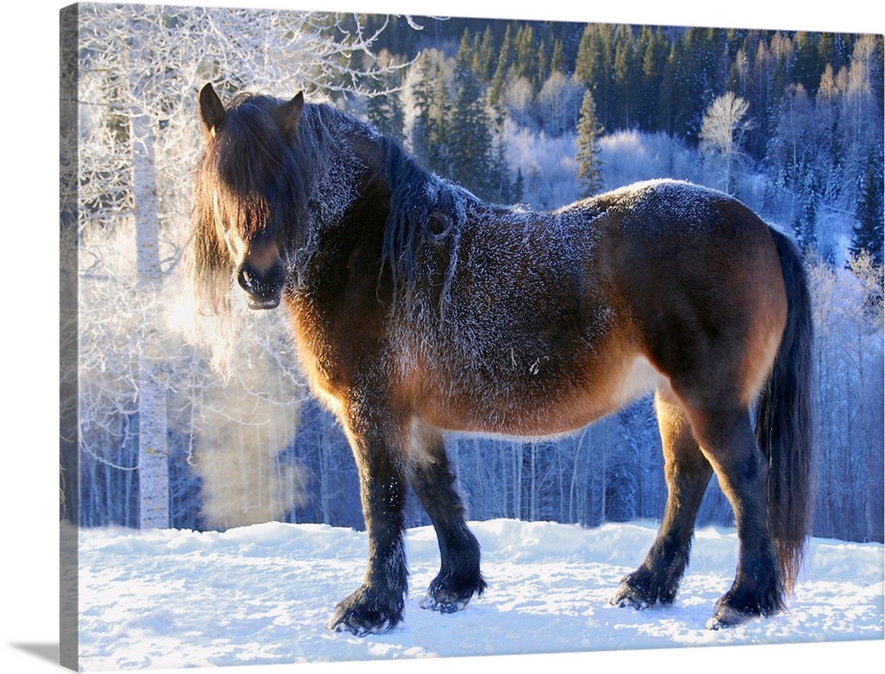 A large horse in a snowy landscape, with its breath visible in the cold.