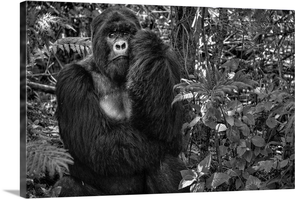 A large, pensive-looking Mountain Gorilla in a jungle.
