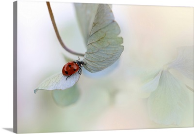 Ladybird On Blue-Green Hydrangea