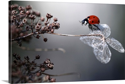 Ladybird On Hydrangea