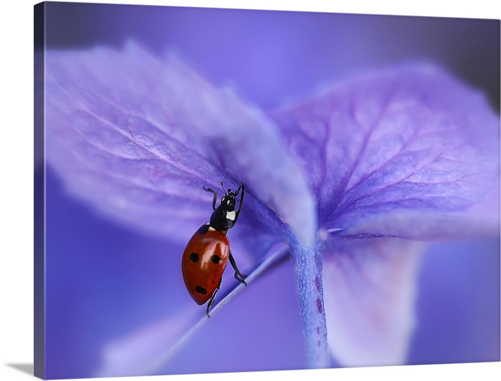 A Seven-Spotted Ladybug appears to be lifting the purple petal of a hydrangea.