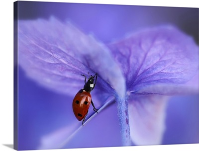 Ladybird On Purple Hydrangea