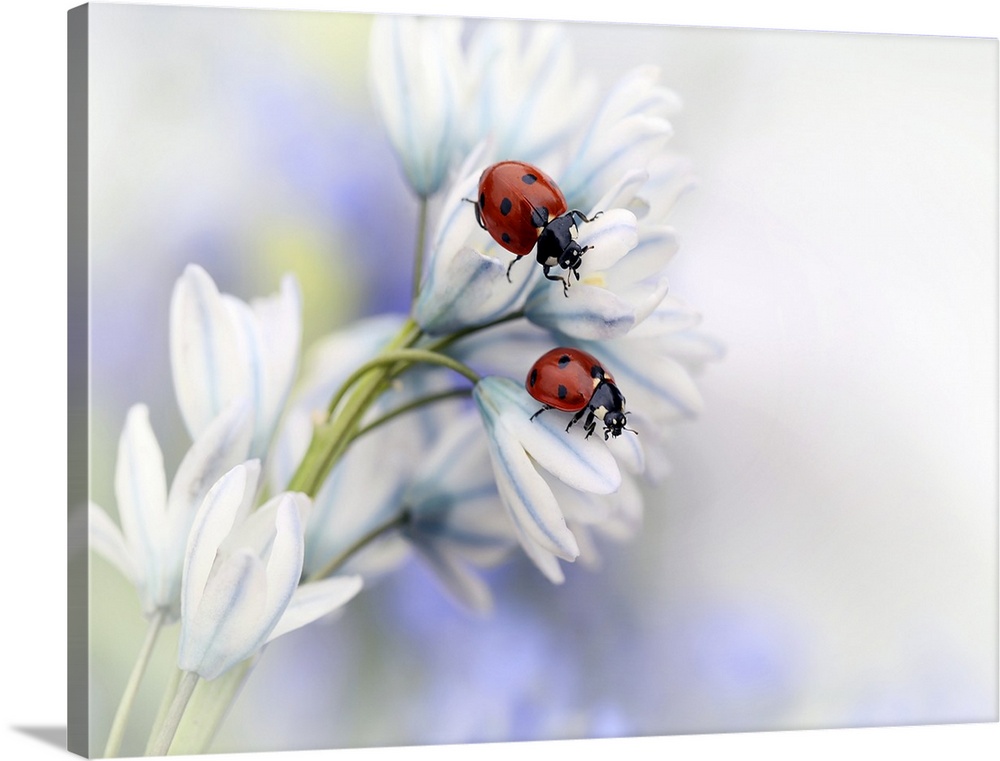 Two Seven-Spotted Ladybugs sitting on the white petals of a flower.