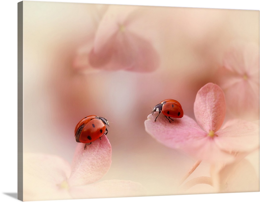Ladybirds on Pink Hydrangea