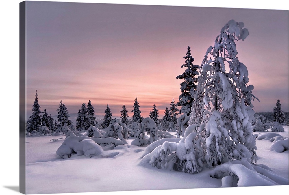 Trees with branches bending under the weight of a heavy snowfall at sunset, Finland.