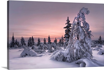 Lappland Winter Wonderland