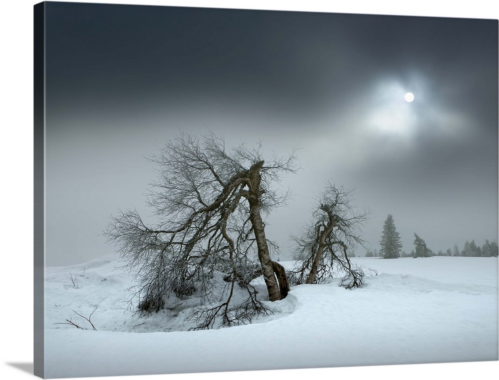 Barren trees in the snow under the winter sun obscured by thick clouds, Hornisgrinde, Black Forest, Germany.