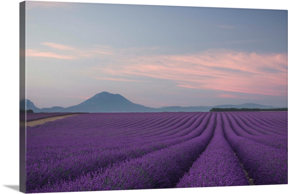 Landscape photograph with a field of rows of lavender and silhouettes of mountains in the background at sunset.