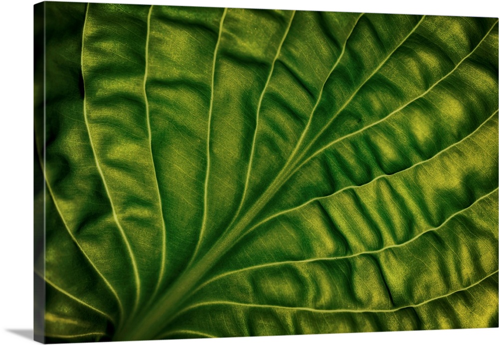 Leaf Of A Hosta