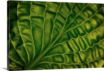 Leaf Of A Hosta