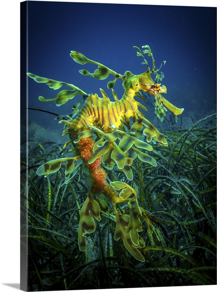 Leafy Sea Dragon - male with eggs  ---   Very hard to find and photograph, these superbly camouflaged fishes are in the sa...