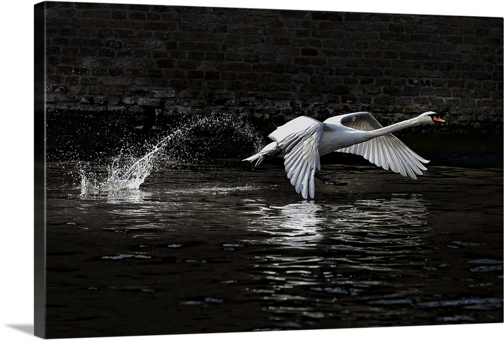 "The Liftoff" - A swan takes off from the surface of the water.