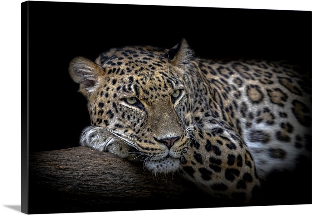 A leopard (Panthera pardus) rest in a tree with  black background.