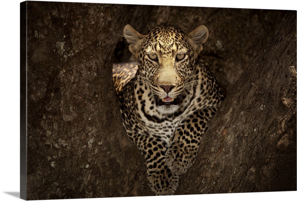 A portrait of a leopard resting in the crook of a tree in Masai Mara, Africa
