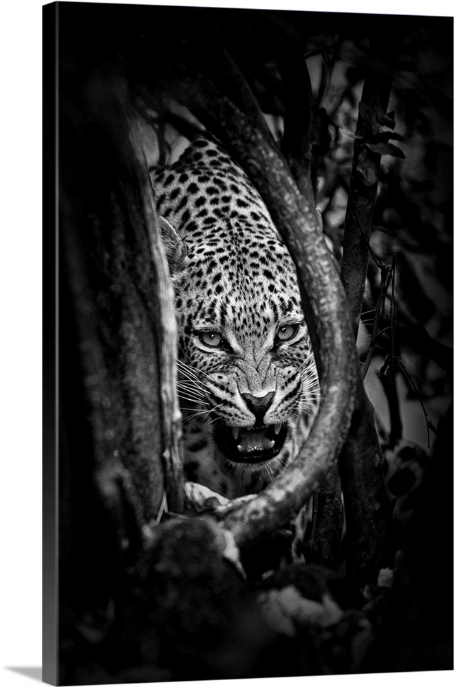 Black and white photograph of a leopard showing its teeth.
