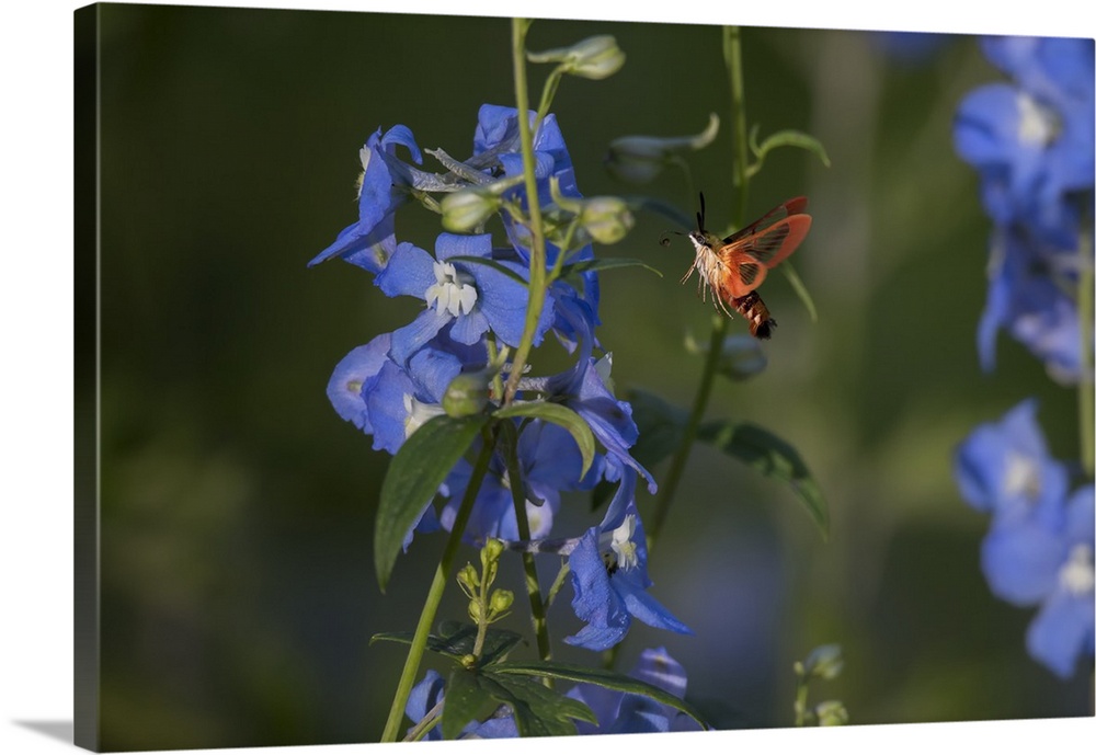 A Hummingbird Moth hovers near a vine with blue flowers.