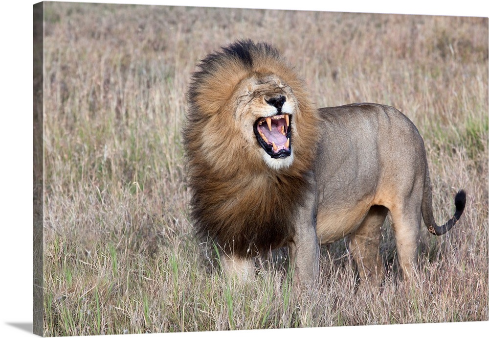 A male lion roaring and baring his teeth in the savanna.