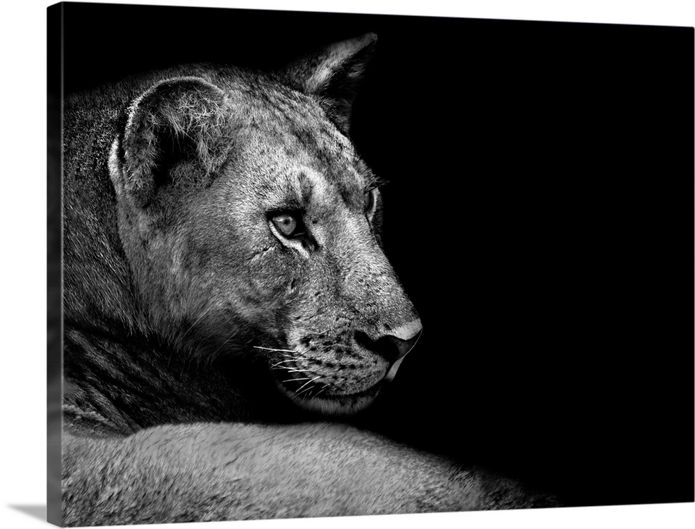 Artistic black and white image of a lion close up.