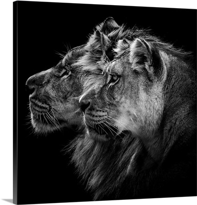 Lion and Lioness Portrait