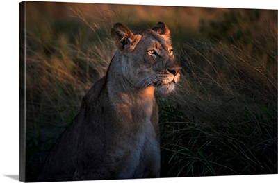 Lioness At Firt Day Ligth