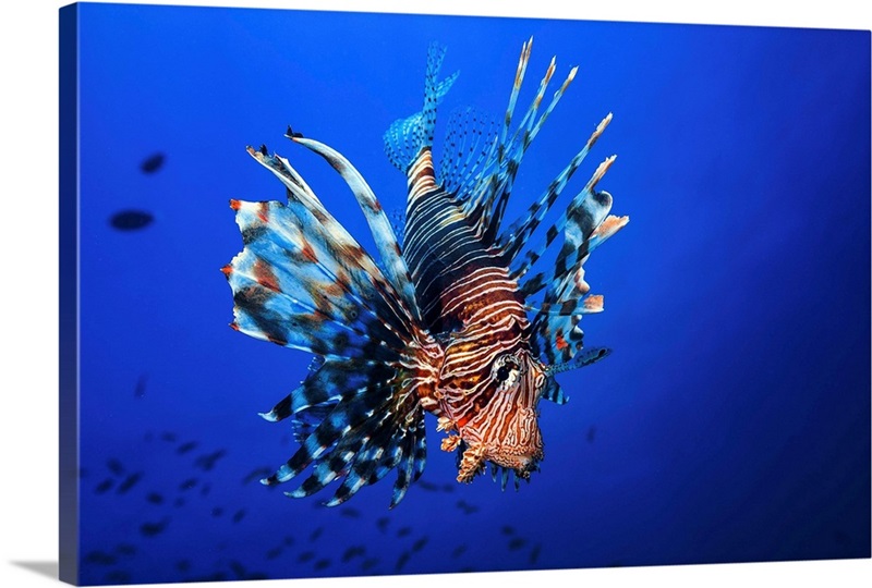Lionfish Wall Art, Canvas Prints, Framed Prints, Wall Peels Great Big