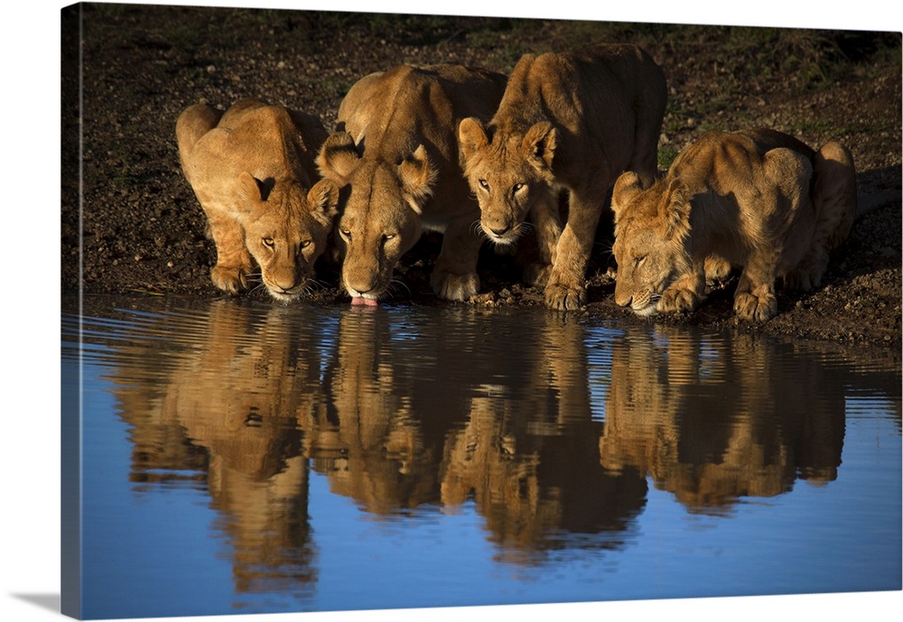 A Lioness and her three cubs quenching their thirst at a waterhole.