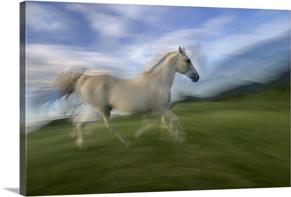 Blurred motion image of a white horse galloping through a green field.