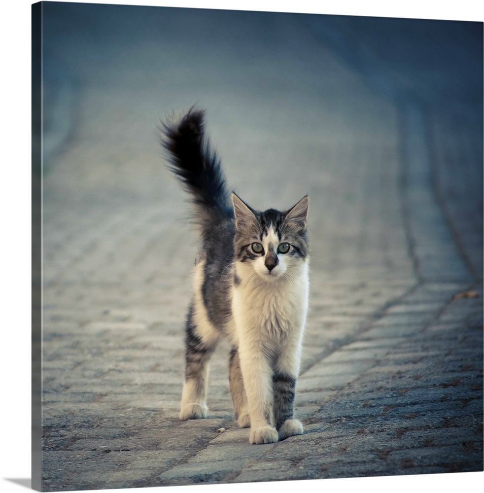 An alley cat with white markings and a fluffy tail standing in a cobblestone street.