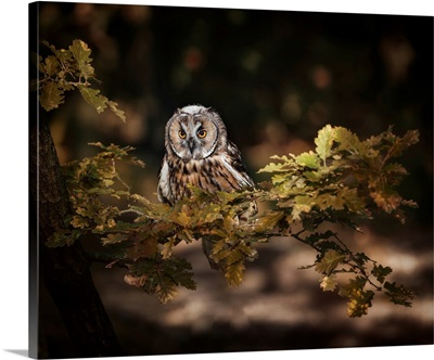 Long Eared Owl