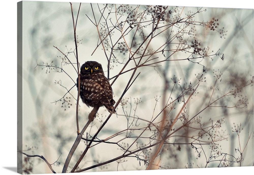 A small owl with bright eyes perched on a slender branch.