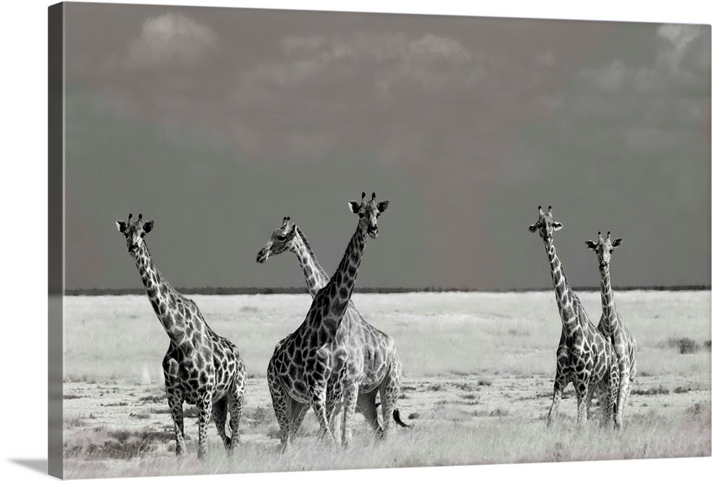 A black and white photograph of a group of a giraffes standing around in the Savannah.