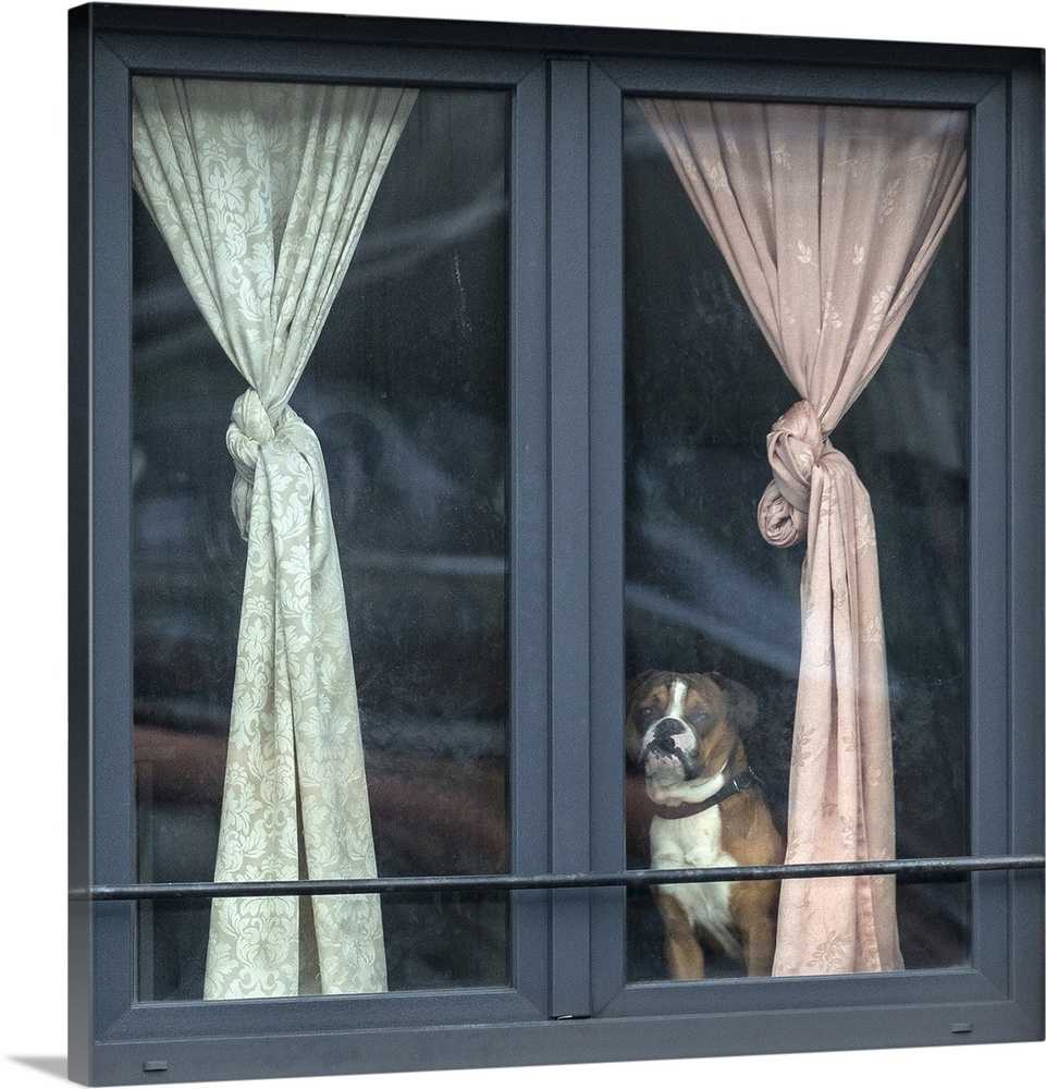 A boxer standing in the window with curtains pulled back.