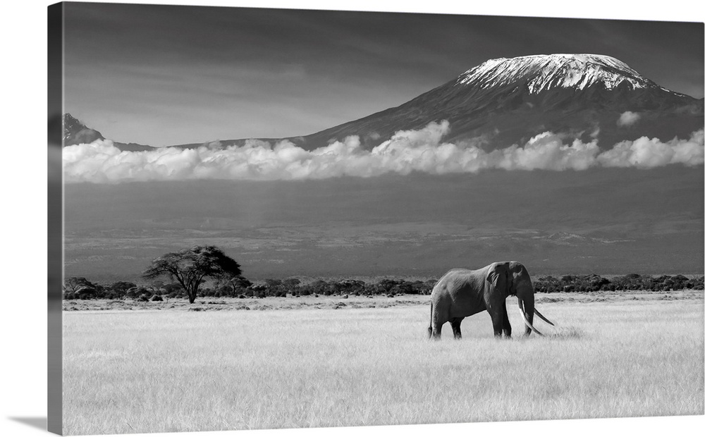 A lone elephant walks along the African Savannah, with mount Kilimanjaro in the distance.