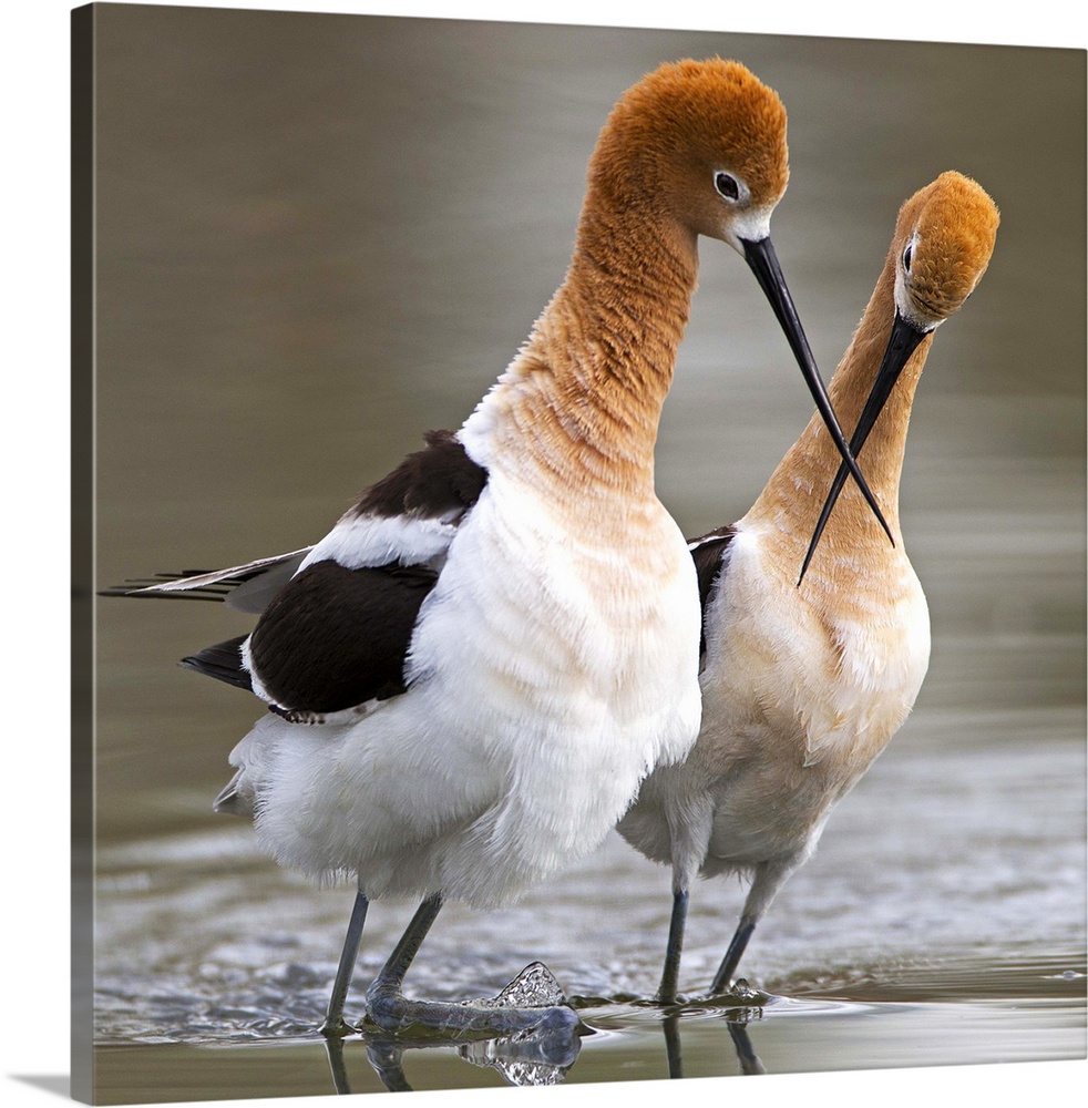 A pair of Red-necked Avocets touching beaks.