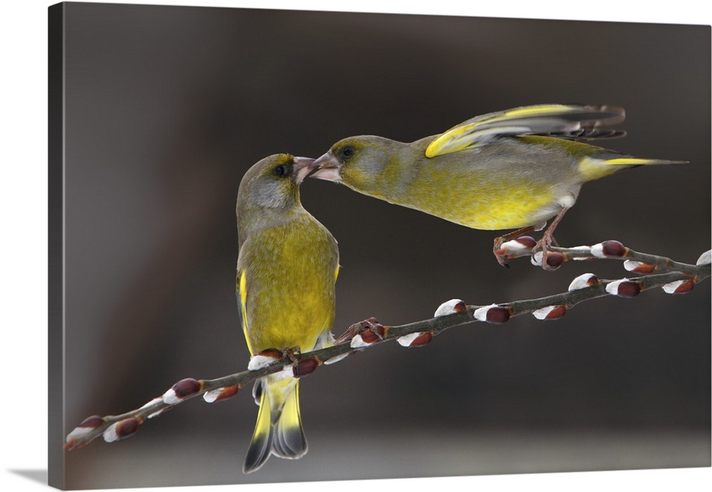 Cute image of two Green Finches in love balancing on a thin branch.
