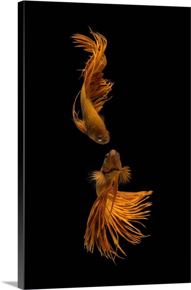 Love Story Of The Golden Fish