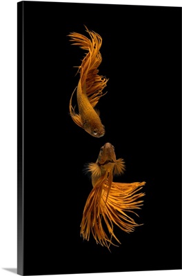 Love Story Of The Golden Fish