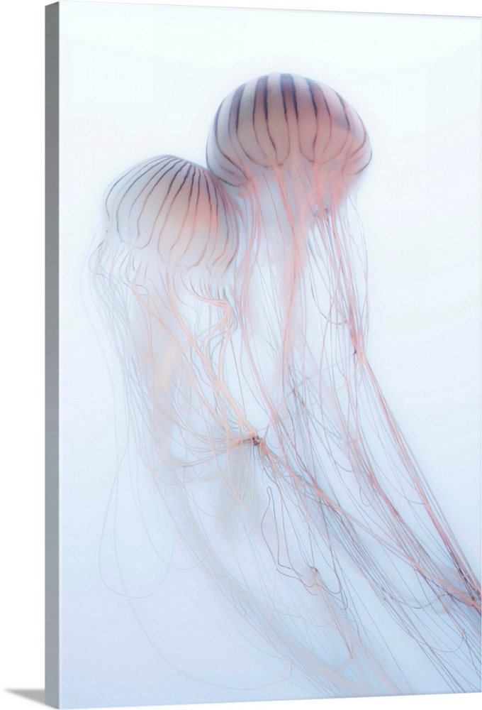 A photograph of two jellyfish against a soft background.