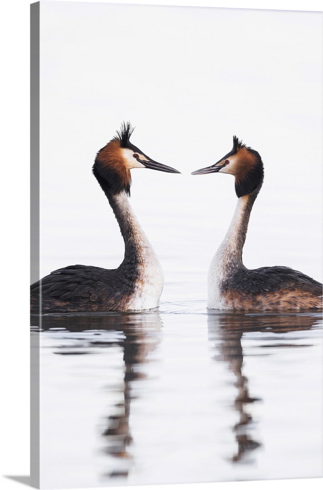 The great crested grebes display consists of head shaking and feather preening, all the while interspersed with the couple...