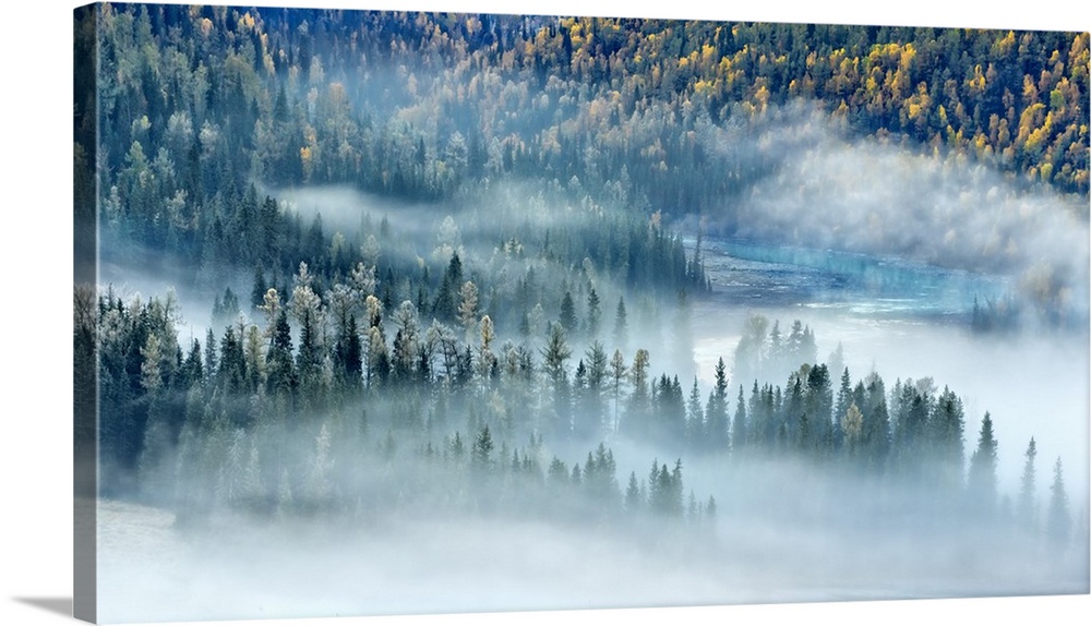 Dense fog settles over a forest in the fall in Xinjiang, China.